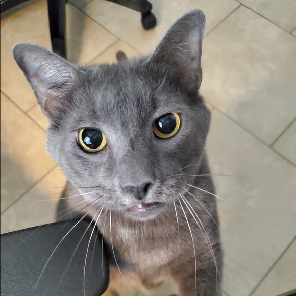 Meet your Posher, Omar - Picture 1 of 1